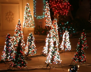 Sea of Mini Trees