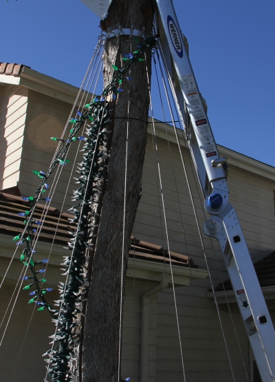 Spiral Tree Under Construction