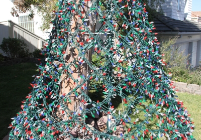 Spiral Tree Under Construction